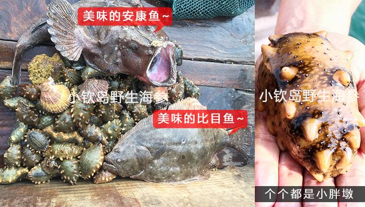 鲜海参-海参捕捞